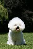 BICHON FRISE 558